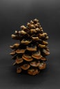 Big brown pine cone placed on black background with copy space Royalty Free Stock Photo