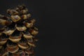 Big brown pine cone placed on black background with copy space Royalty Free Stock Photo