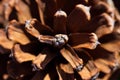 Close up of the big pine tree cone Royalty Free Stock Photo