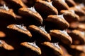Close up of the big pine tree cone Royalty Free Stock Photo