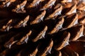Close up of the big pine tree cone Royalty Free Stock Photo