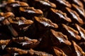 Close up of the big pine tree cone Royalty Free Stock Photo