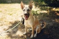 Big brown positive dog from shelter with big ears posing outside