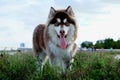 Big brown purebred Alaskan Malamute dog standing on green bush. Looking at camera