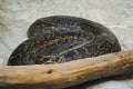 Big brown python resting near a log