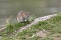 Big brown rat standing still in a green gras on a tree at the edge of a lake. Royalty Free Stock Photo