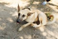 Big brown scared dog from shelter posing outside in sunny park,