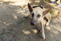 Big brown scared dog from shelter posing outside in sunny park,