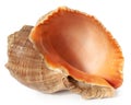 Big brown seashell isolated with white background macro Royalty Free Stock Photo