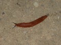 Big brown slug in the forest Royalty Free Stock Photo