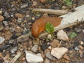 Big brown slug in the green moss of the forest Royalty Free Stock Photo
