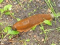 Big brown slug snail in the forest