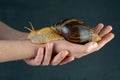 Big brown snail Achatina on hand. The African snail, which is grown at home as a pet, and also used in cometology. Animal side Royalty Free Stock Photo