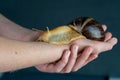 Big brown snail Achatina on hand. The African snail, which is grown at home as a pet, and also used in cometology Royalty Free Stock Photo