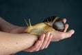 Big brown snail Achatina on hand. The African snail, which is grown at home as a pet, and also used in cometology Royalty Free Stock Photo
