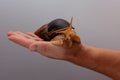 Big brown snail Achatina on hand. The African snail, which is grown at home as a pet, and also used in cometology. Snail side view Royalty Free Stock Photo