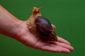 Big brown snail Achatina on hand. The African snail, which is grown at home as a pet, and also used in cometology. Snail side view Royalty Free Stock Photo