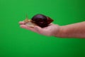 Big brown snail Achatina on hand. The African snail, which is grown at home as a pet, and also used in cometology. Snail side view Royalty Free Stock Photo