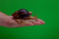 Big brown snail Achatina on hand. The African snail, which is grown at home as a pet, and also used in cometology. Snail side view Royalty Free Stock Photo