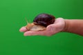 Big brown snail Achatina on hand. The African snail, which is grown at home as a pet, and also used in cometology. Snail side view Royalty Free Stock Photo