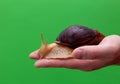 Big brown snail Achatina on hand. The African snail, which is grown at home as a pet, and also used in cometology. Snail side view Royalty Free Stock Photo