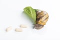 Big brown snail alive with pills on green leaf on white background