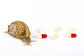 Big brown snail alive with pills on white background