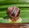 Big brown snail on a green leaf, macro Royalty Free Stock Photo