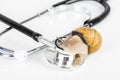 Big brown snails alive walking on stethoscope on white background