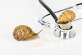 Big brown snails alive walking on stethoscope on white background