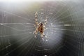 Big brown spider in cobweb 01 Royalty Free Stock Photo