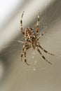 Big brown spider in cobweb 02 Royalty Free Stock Photo