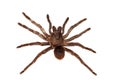 Big brown spider pamphobetus antinous close up, isolated Royalty Free Stock Photo