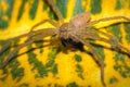 Big Brown spider sitting on a green and yellow leaf, Madagascar Royalty Free Stock Photo