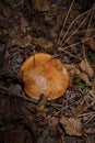 Big brown spoiled gilled mushroom full of white worms or larvae in autumn forest