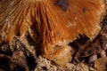 Big brown spoiled gilled mushroom full of white worms or larvae in autumn forest