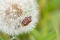 Big brown stinky bug close-up sitting on a dandelion in the summer in the meadow