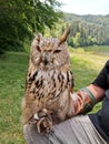 Big brown tamed owl on a human hand