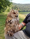 Big brown tamed owl on a human hand