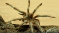 Big brown tarantula Royalty Free Stock Photo