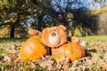 A big brown teddy bear toy with expressive look holds two huge orange pumpkins. Autumn, Halloween and Thanksgiving