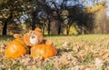 A big brown teddy bear toy with expressive look holds two huge orange pumpkins. Autumn, Halloween and Thanksgiving