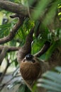 Big brown three-toed sloth climbing on a branch Royalty Free Stock Photo