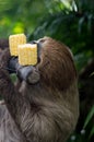 Big brown three-toed sloth climbing on a branch Royalty Free Stock Photo