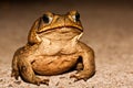 Big brown toad Royalty Free Stock Photo