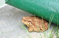 Big brown toad frog in the garden