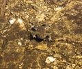 A big brown toad swims in a lake and seems to be floating in midair Royalty Free Stock Photo