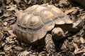 Big brown tortoise with shell Royalty Free Stock Photo