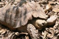 Big brown tortoise with shell Royalty Free Stock Photo