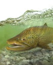 Big brown trout fish in the stream Royalty Free Stock Photo